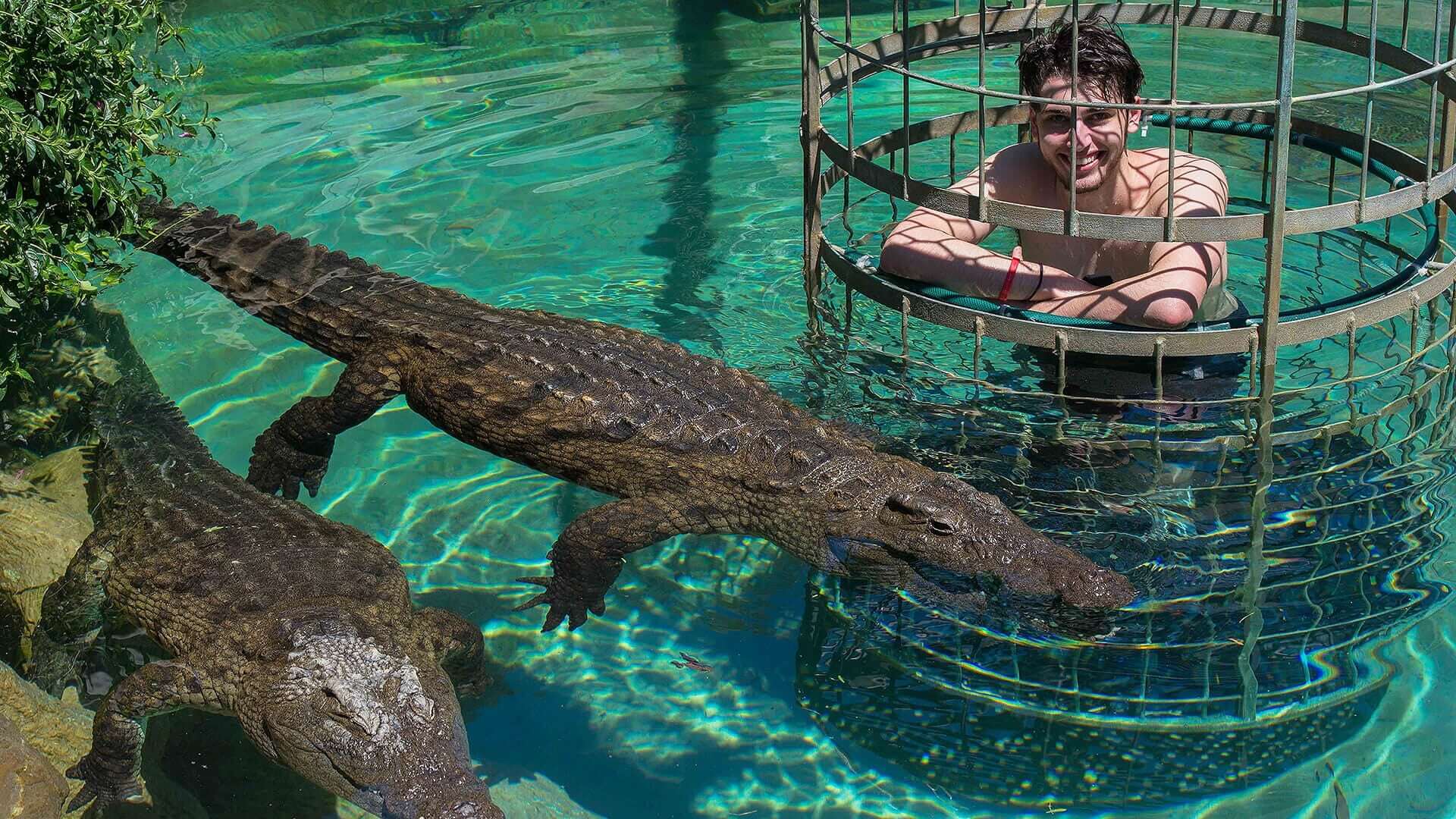 Crocodile Cage Diving in Victoria Falls