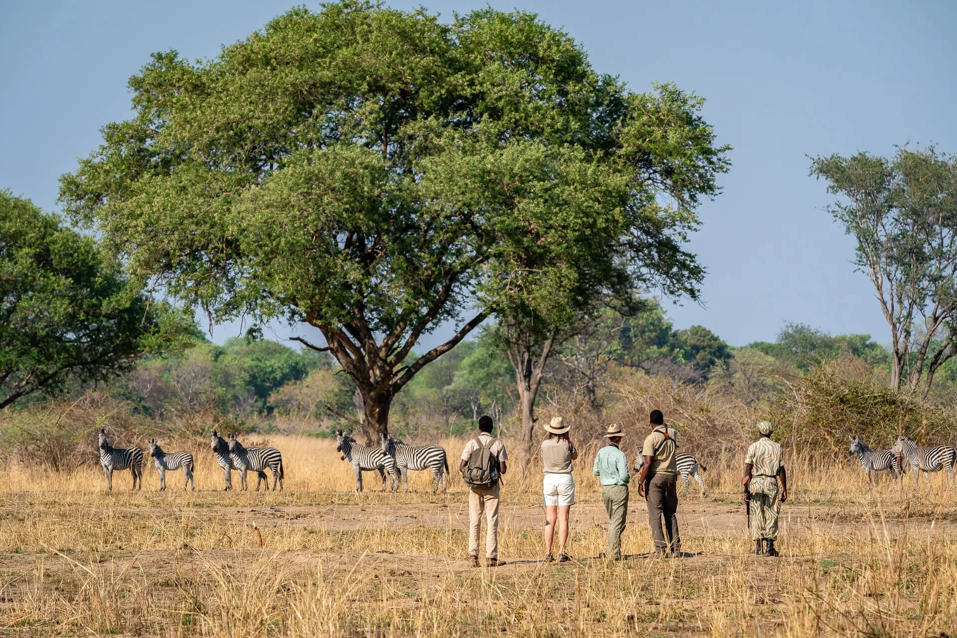 Safari Game Walk in Zambezi National Park